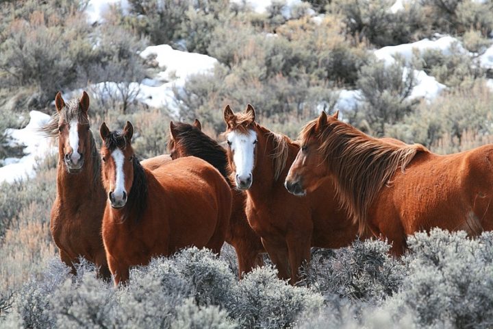 OPINION: The Wild Horse Problem, and a Solution