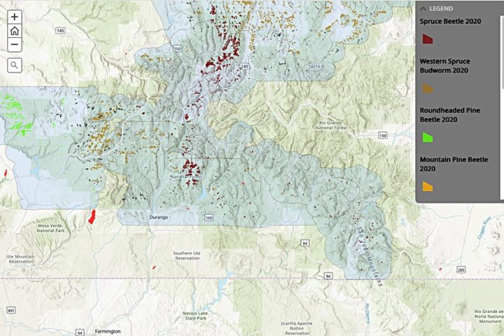 Spruce Beetle Remains Colorado's Most Damaging Pest