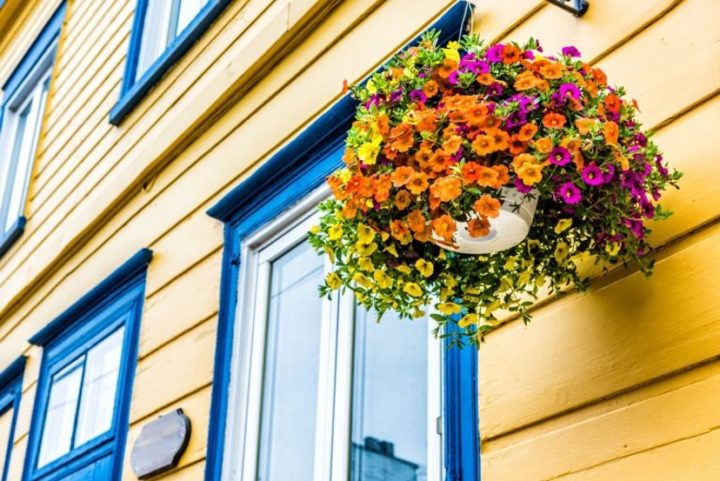 CHAMBER NEWS: Get Ready to Order your Hanging Baskets