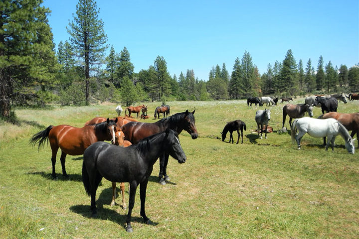 OPINION: Making a Mockery of Our Wild Horse Protection Law