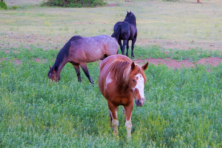 OPINION: Wild Horses, an Analysis of the Issues