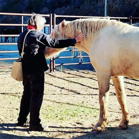 Crisis between wild horses in Mesa Verde – 6PARK.NEWS/COLORADO