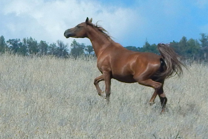 OPINION: Wild Horses on the Virginia Range... Land of the Walking Dead?