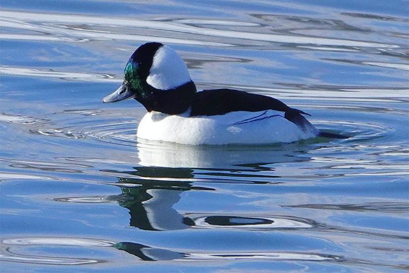 Pagosa’s Christmas Bird Count Spies 65 Species Pagosa Daily Post News