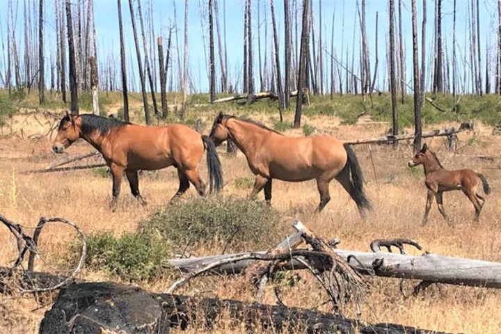 BLM Mismanagement of American Wild Horses Burdening Taxpayers?