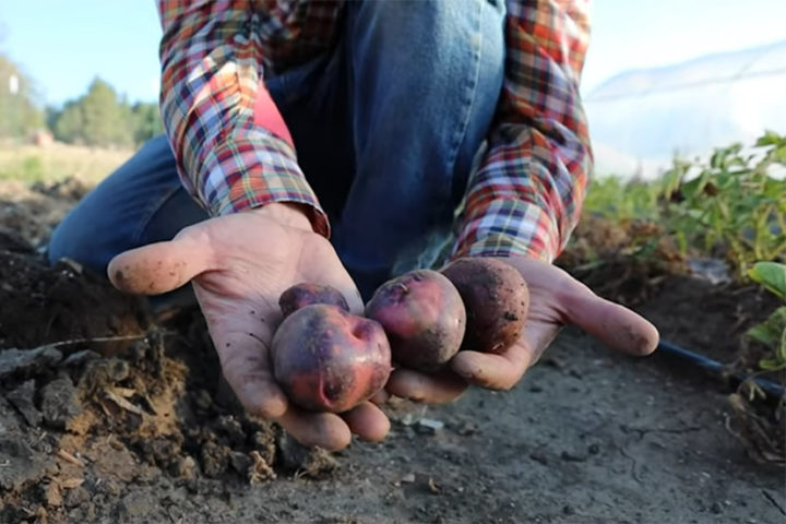 Enjoy Food Related Activities Leading Up to April 9 Archuleta County Food Summit