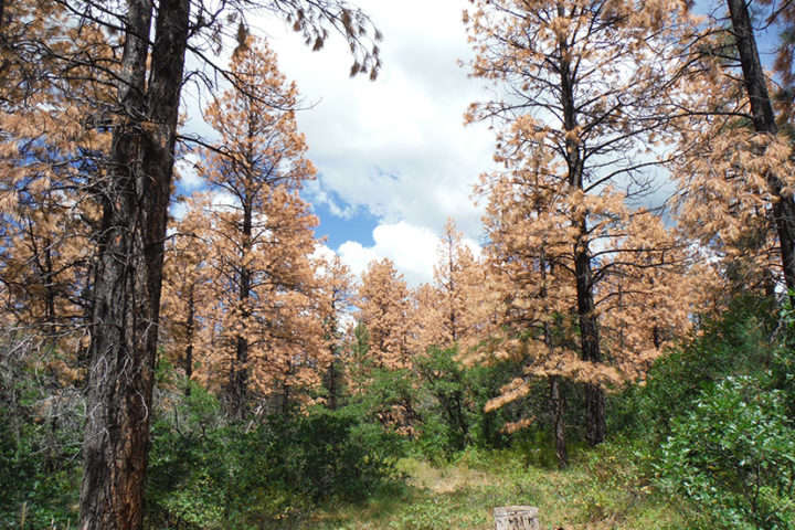 Rio Grande Forest Facing Drought, Beetles, Fire