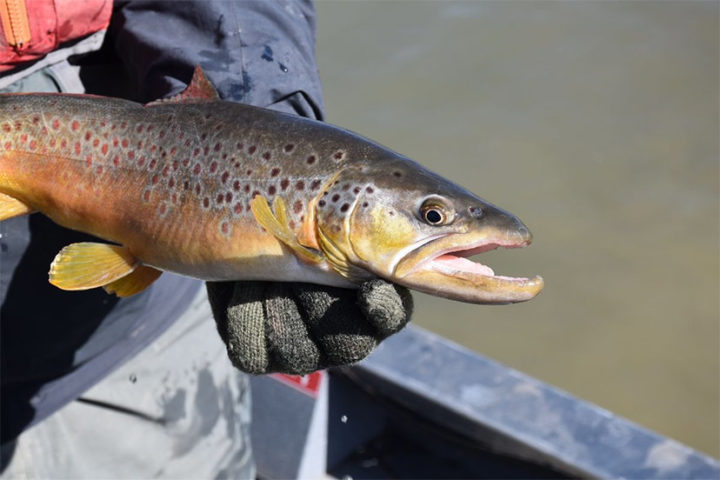 CPW Begins Angler Survey at Miramonte Reservoir Beginning May 1