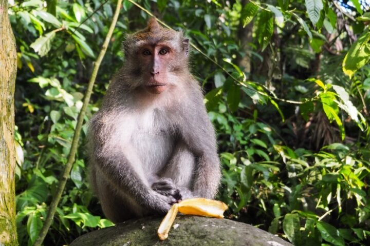 READY, FIRE, AIM: Yes, We Have No Bananas