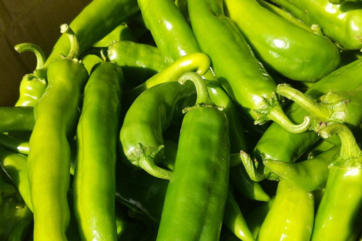 Growing Hatch Green Chiles... in Pagosa Springs?