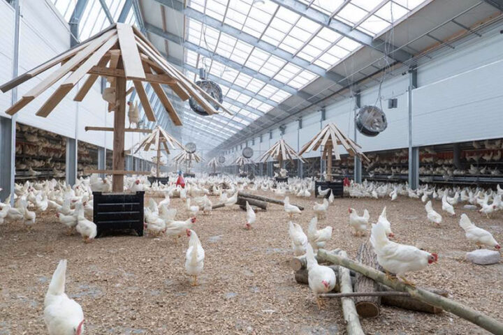 The Future of Humane Egg Farming