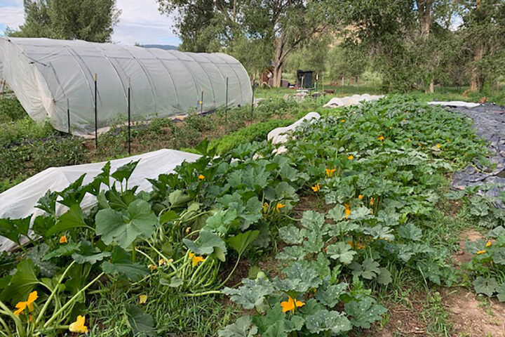 There Has Never Been a Better Time to Buy Local Food