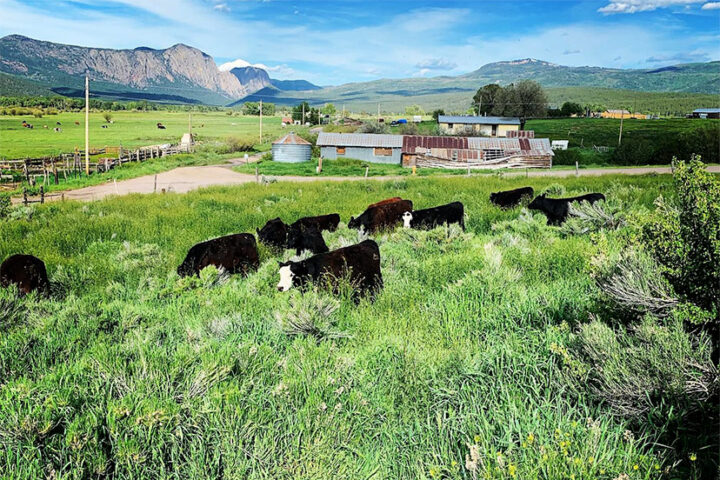 Purchase Grass-Fed Beef at Pagosa Farmers Market