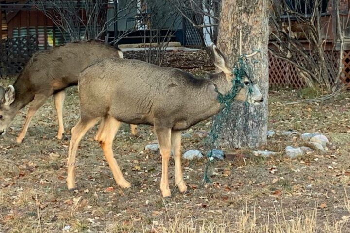 Assess Outdoor Spaces and Remove Potential Tangle Hazards for Antlered Wildlife