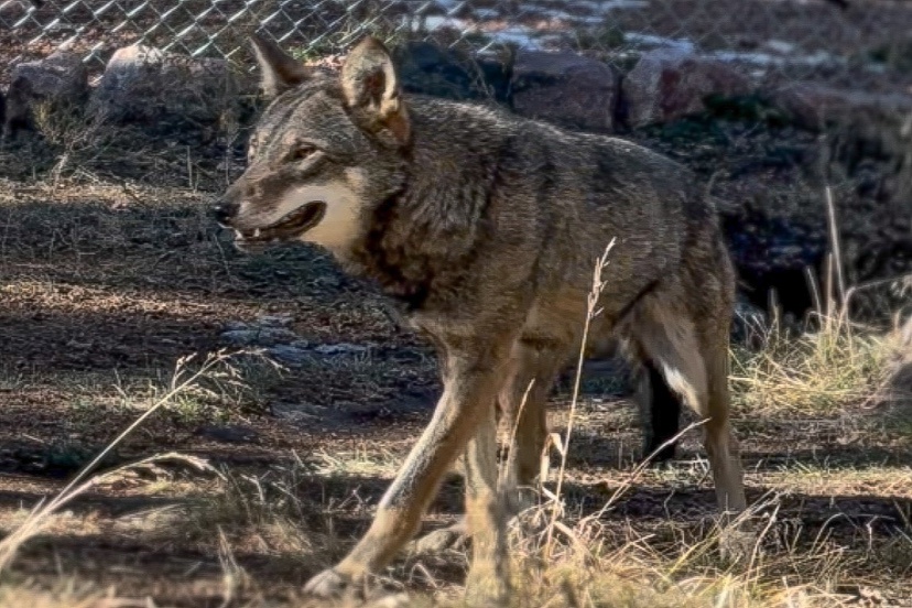 Wildlife Center Celebrates The Arrival Of American Red Wolf Pagosa Daily Post News Events 1374