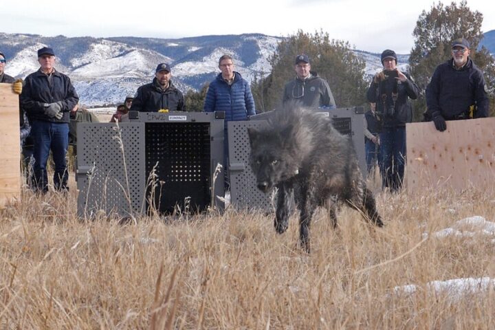 VIDEO: Colorado Releases Five Wolves in Grand County on December 18