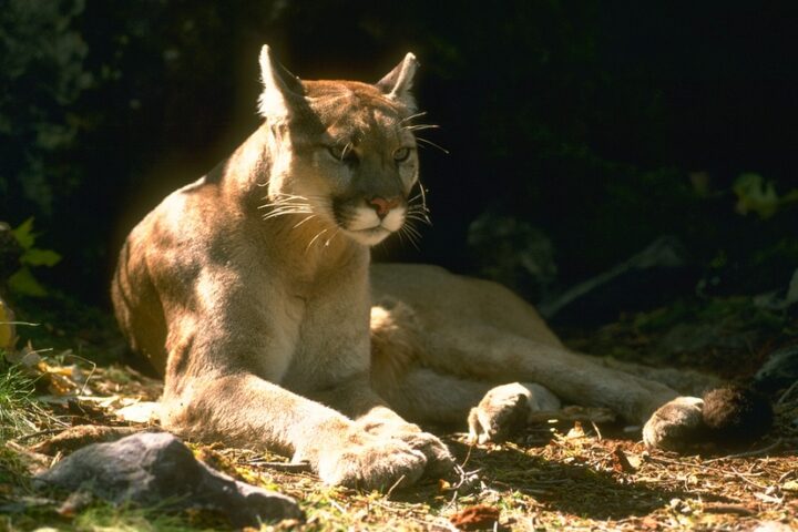 OPINION:  The Real Facts About 'Hunting' Mountain Lions