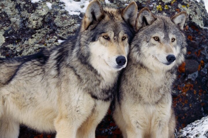 Reintroduced Gray Wolves in Colorado Starting Their Families?