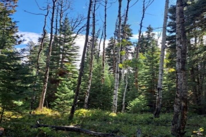 Public Comments Sought on Jackson Mountain Landscape Project