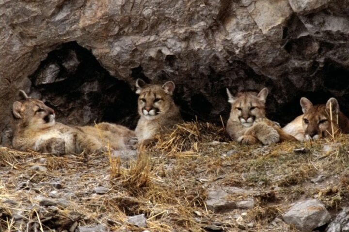 Report Finds Mountain Lions Mitigating Spread of Disease in Colorado Deer and Elk