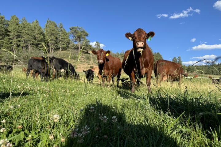 PAGOSA FARMERS MARKET: Featuring GrassRoots Meats