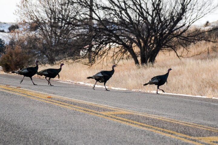 READY, FIRE, AIM: Save the Wild Turkeys