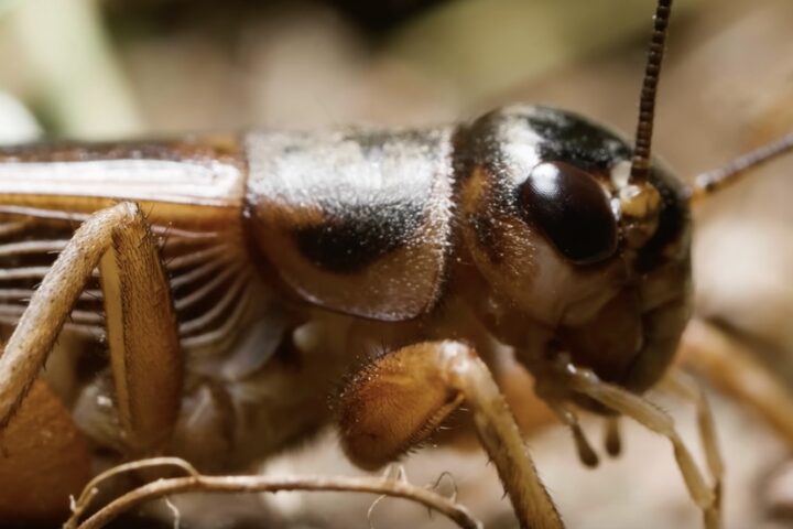 READY, FIRE, AIM: Do Crickets Report the Temperature Accurately?