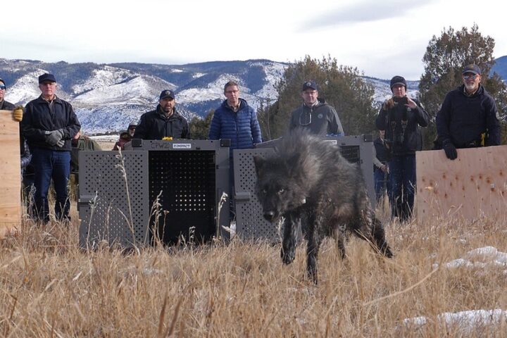 Colorado Wildlife Advocates 'Devastated' by Death of Reintroduced Wolf