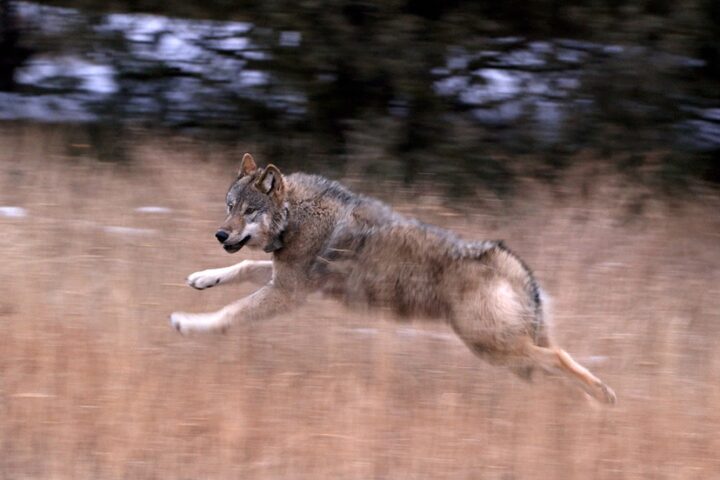 Colorado to Capture Canadian Wolves for Second Year of Reintroduction Program