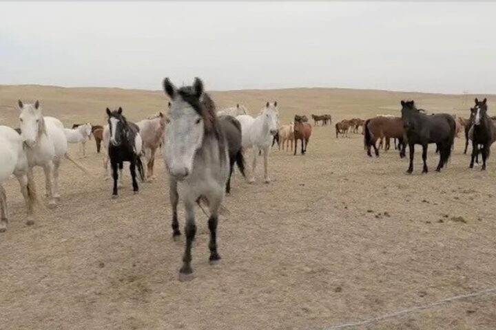 OPINION: BLM's Disastrously Expensive Wild Horse Policy