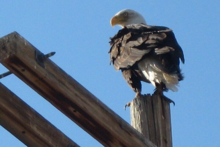 LPEA Awarded Federal Grant to Protect Eagles, Upgrade Power Poles