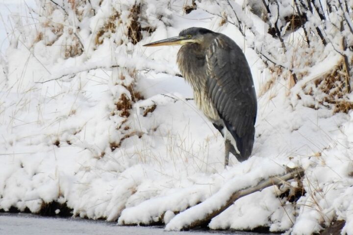 Results of Audubon's 2024 Christmas Bird Count