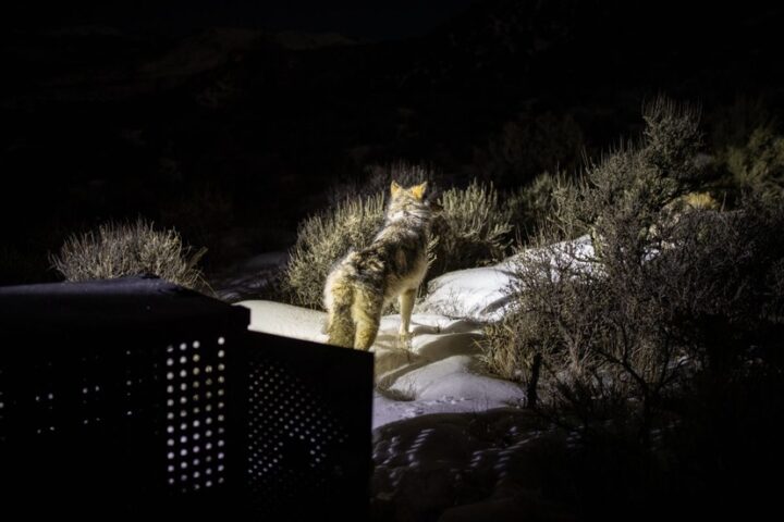 20 Wolves Released in Second Year of Colorado Reintroduction Program