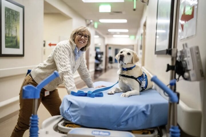 Dogs at Work, in Hospitals