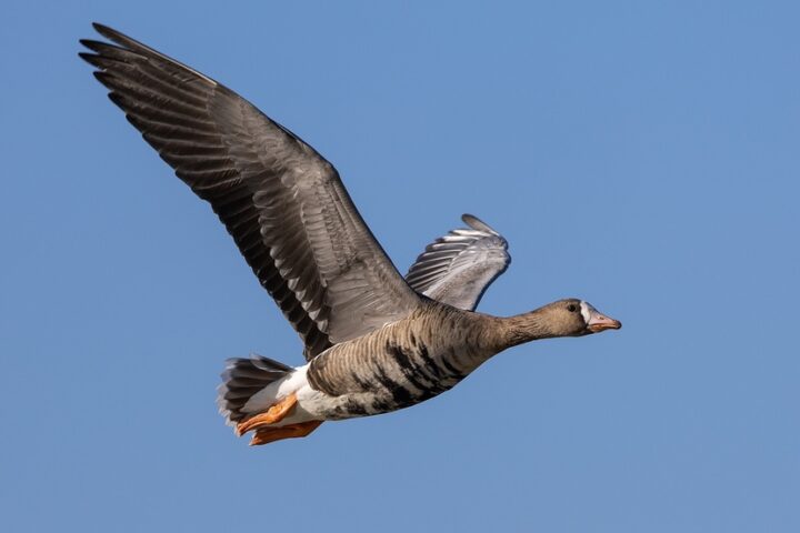 READY, FIRE, AIM: Birds of a Feather, and Other Options