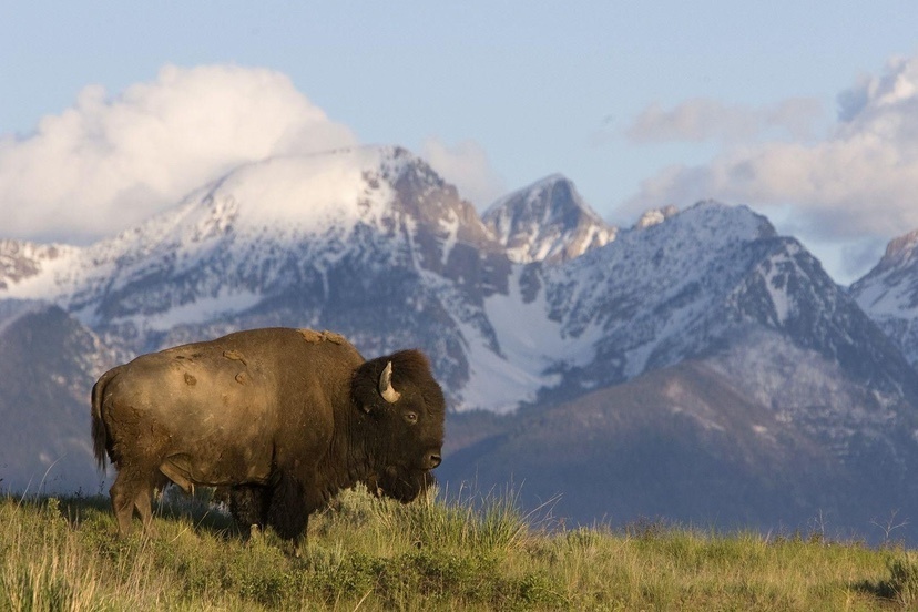 american buffalo with mountains