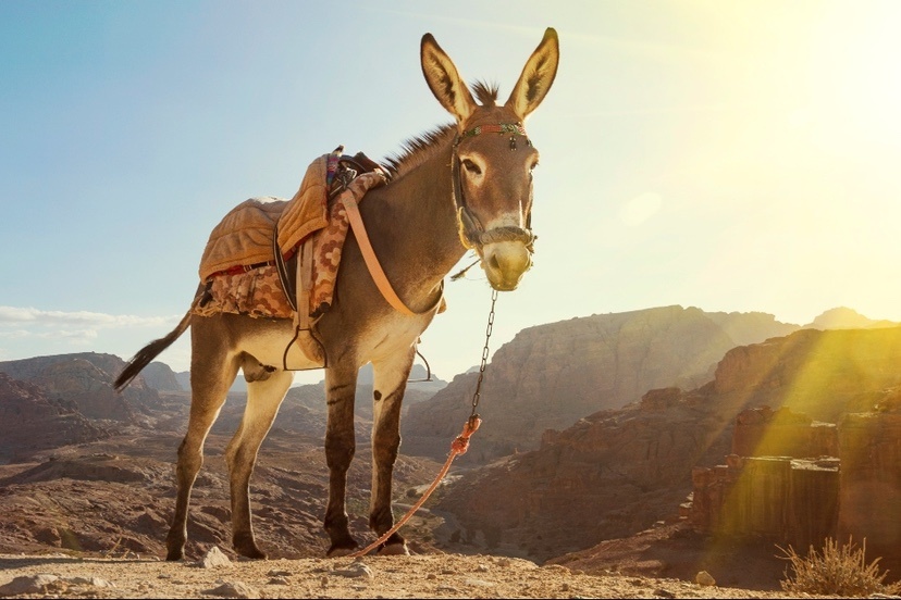 donkey standing on a hill