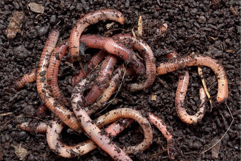 earthworms