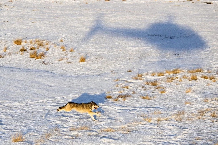 A wolf runs across snow-covered terrain in British Columbia, Canada, in January 2025. (Ryan Jones/CPW)