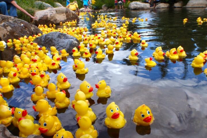 Knights of Columbus to Hold Annual 'Duck Race' This Saturday