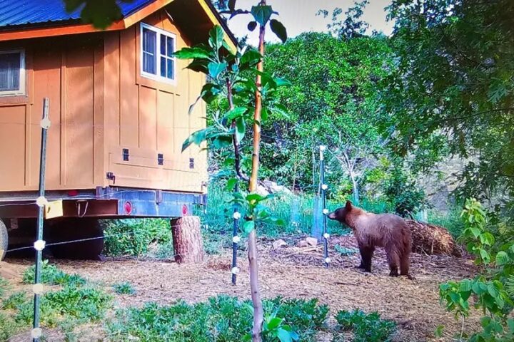 CPW Distributes Human-Bear Conflict Reduction Grants