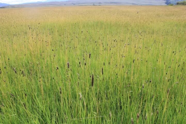 BIG PIVOTS: Interview with the 'Traveling Wilburys' of the Colorado River, Part Two