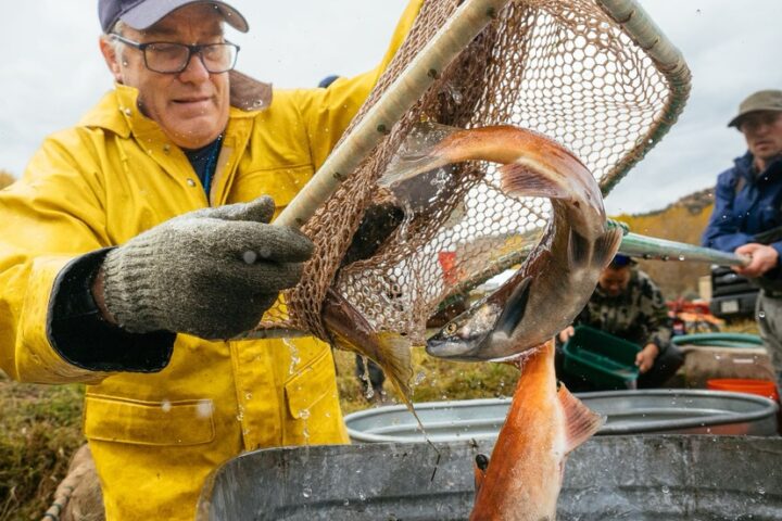 Colorado Announces Kokanee Salmon Giveaway Days for 2025