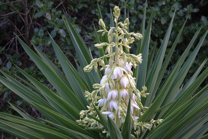 READY, FIRE, AIM: In Faint Praise of the Yucca Moth