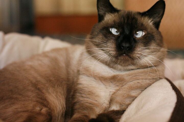 BOOKISH: Save the Cat