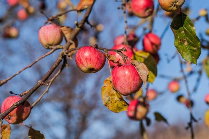Learn About Fruit Trees at the Next Growers and Producers Forum