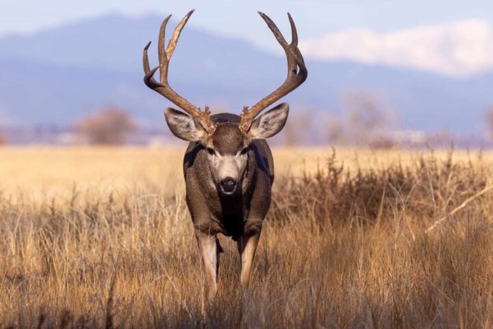 Southwest Region Seasonal Public Land Closures Will Protect Vulnerable Wildlife