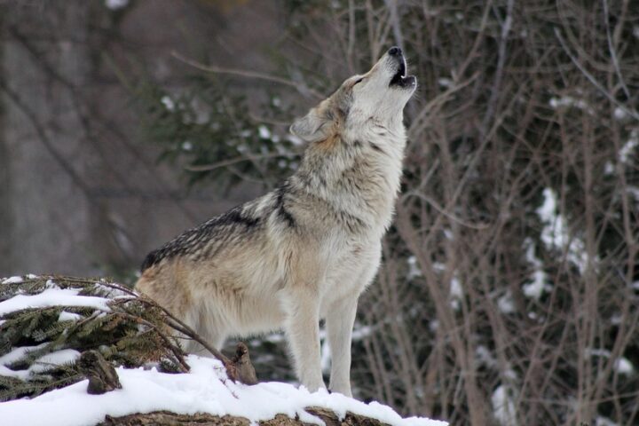 READY, FIRE, AIM: Crying Wolf