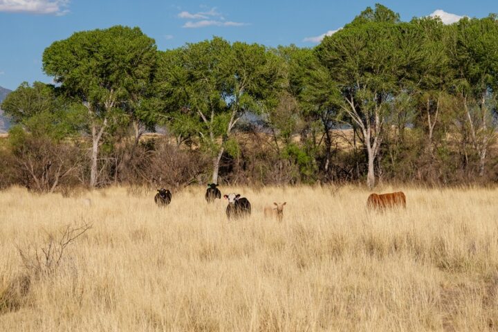 Grazing Permit Loophole Harming the American West? Part Two