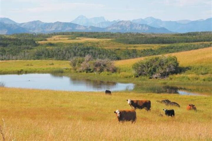 OPINION: Public Land Grazing is Vital for a Healthy America